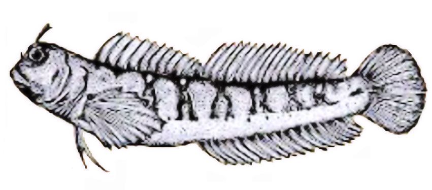 Parablennius incognitus_01.jpg